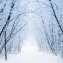 Snow-covered pathway through a winter forest with bare trees, reflecting the cold temperatures discussed in home heating tips.