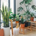 Indoor plants in modern pots on wooden furniture, showcasing home comfort and design solutions from The Meridian Company.