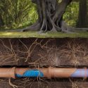 Tree roots entwined with a pipe in a lush forest, showcasing nature and infrastructure.